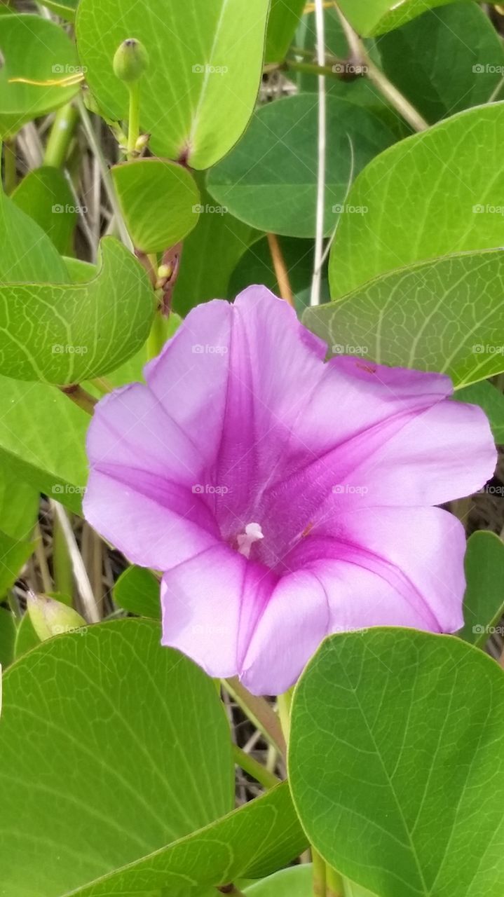 Florida flower. Tampa Bay