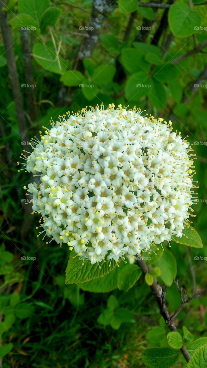 Nature, Flower, Flora, Leaf, Summer