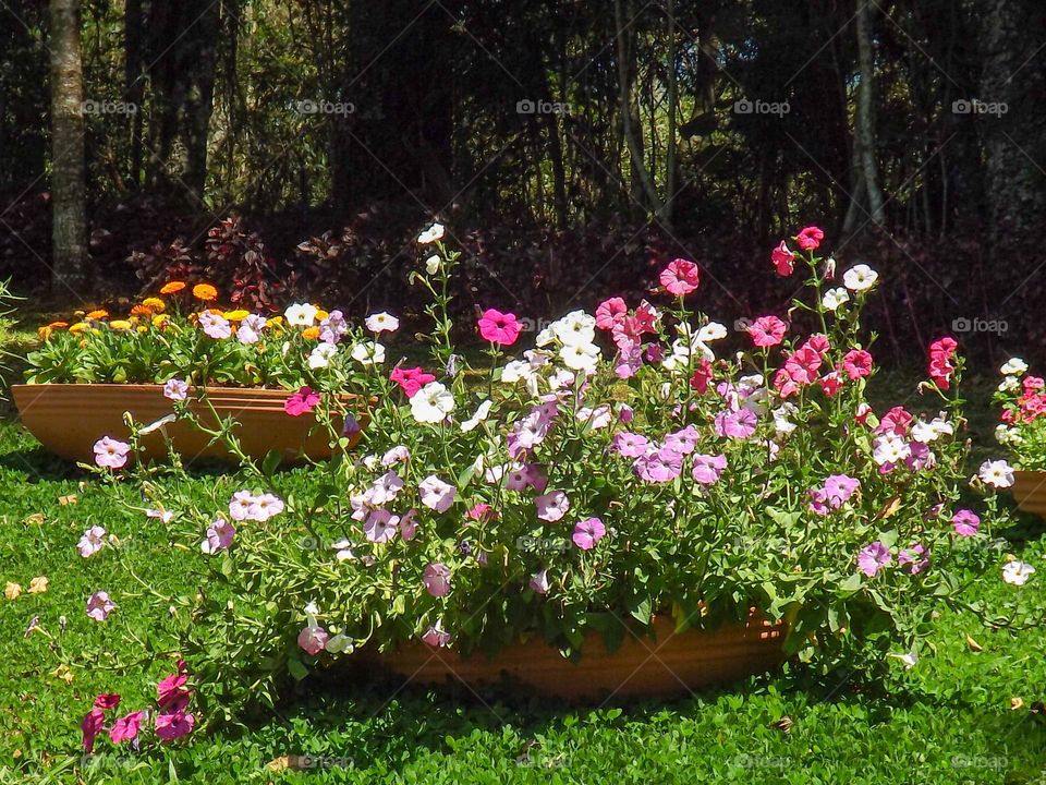 Flowers in vase