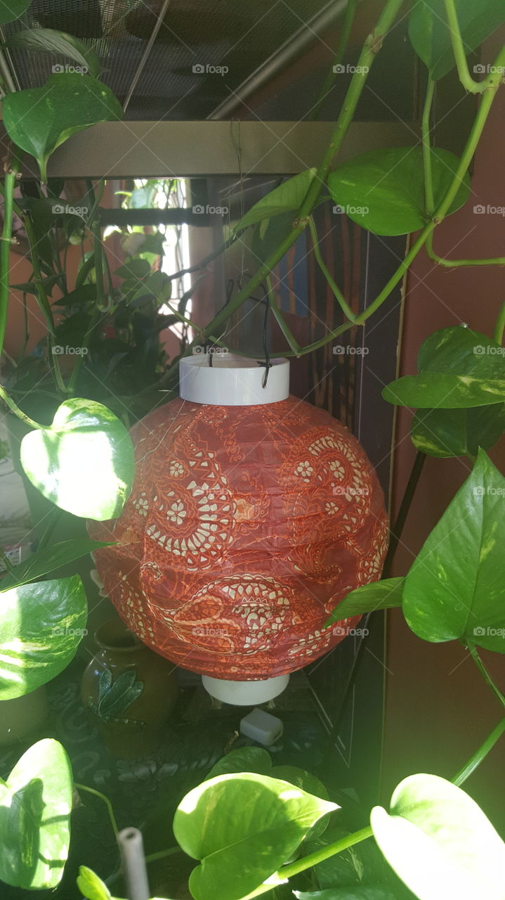 Chinese lantern with plant