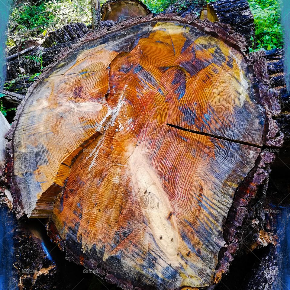 Tree cut reveals beauty