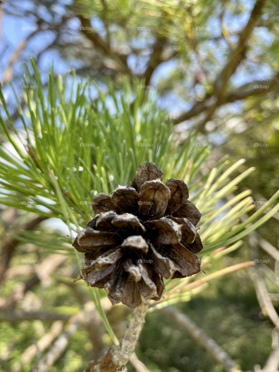 Close-up of a pine cone on a fir branch