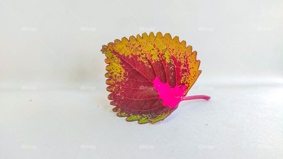 colourful leaf on a white background.