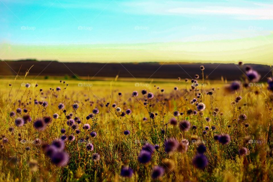 Field of flowers Mordovnik