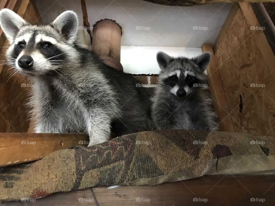 Raccoon in a cabinet meeting 