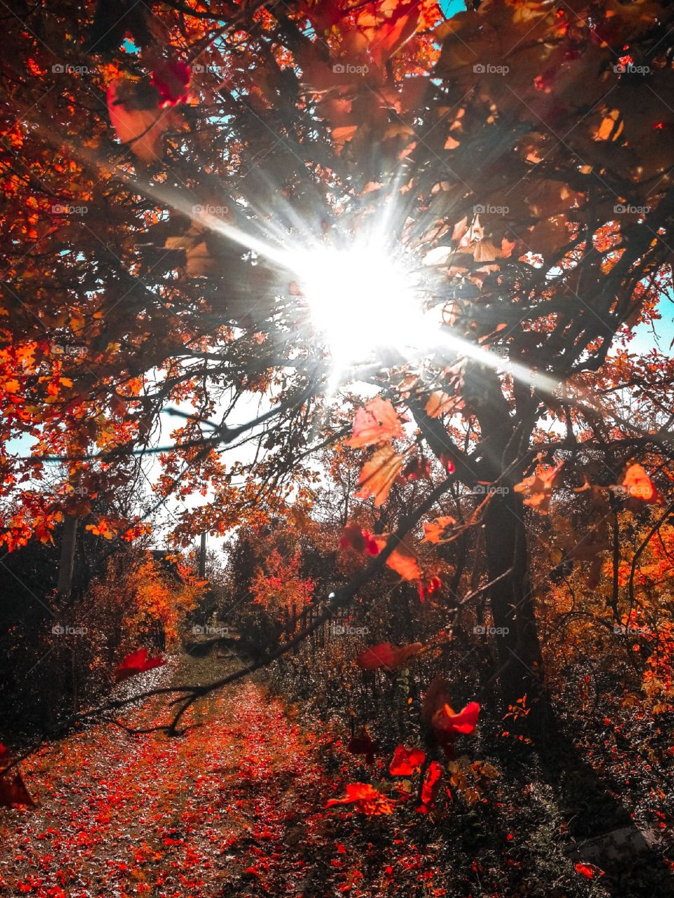 sun flares through fall autumn leaves