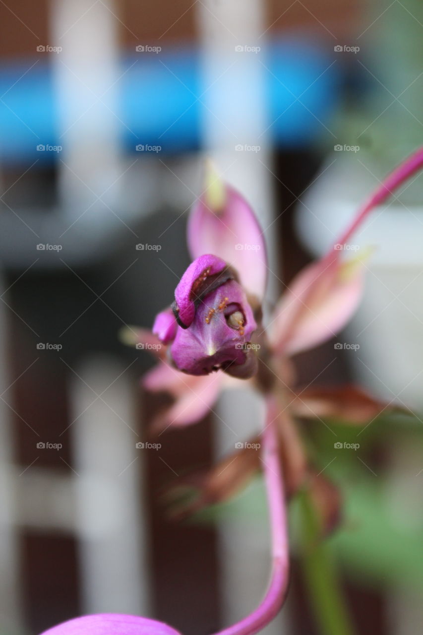 Broken but beautiful. Orchids.