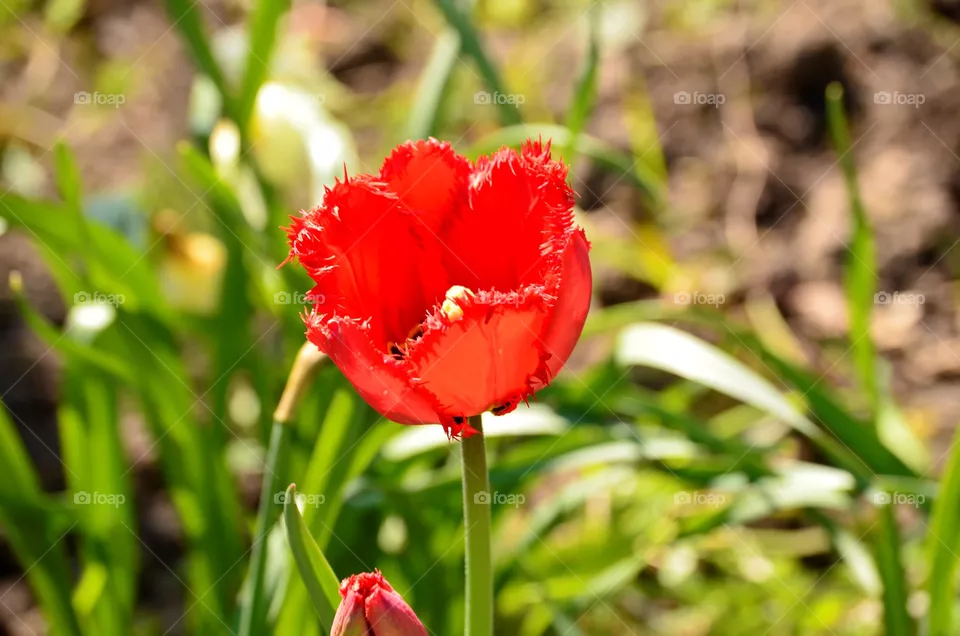 Tulip