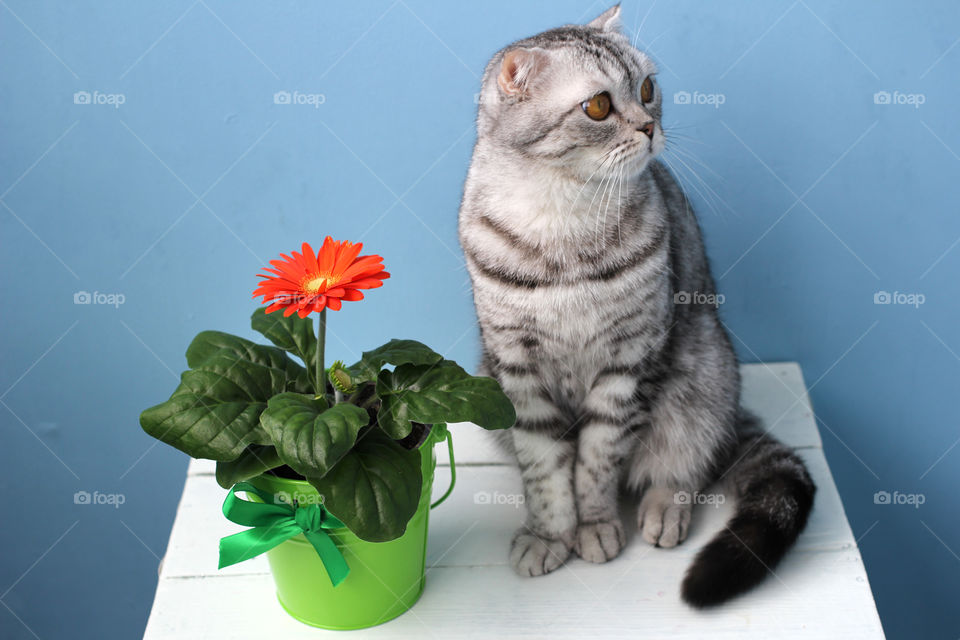 Flower in a pot on a white table and gray cat