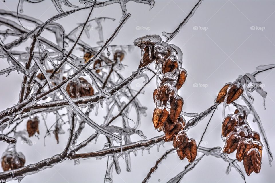 Icy branch