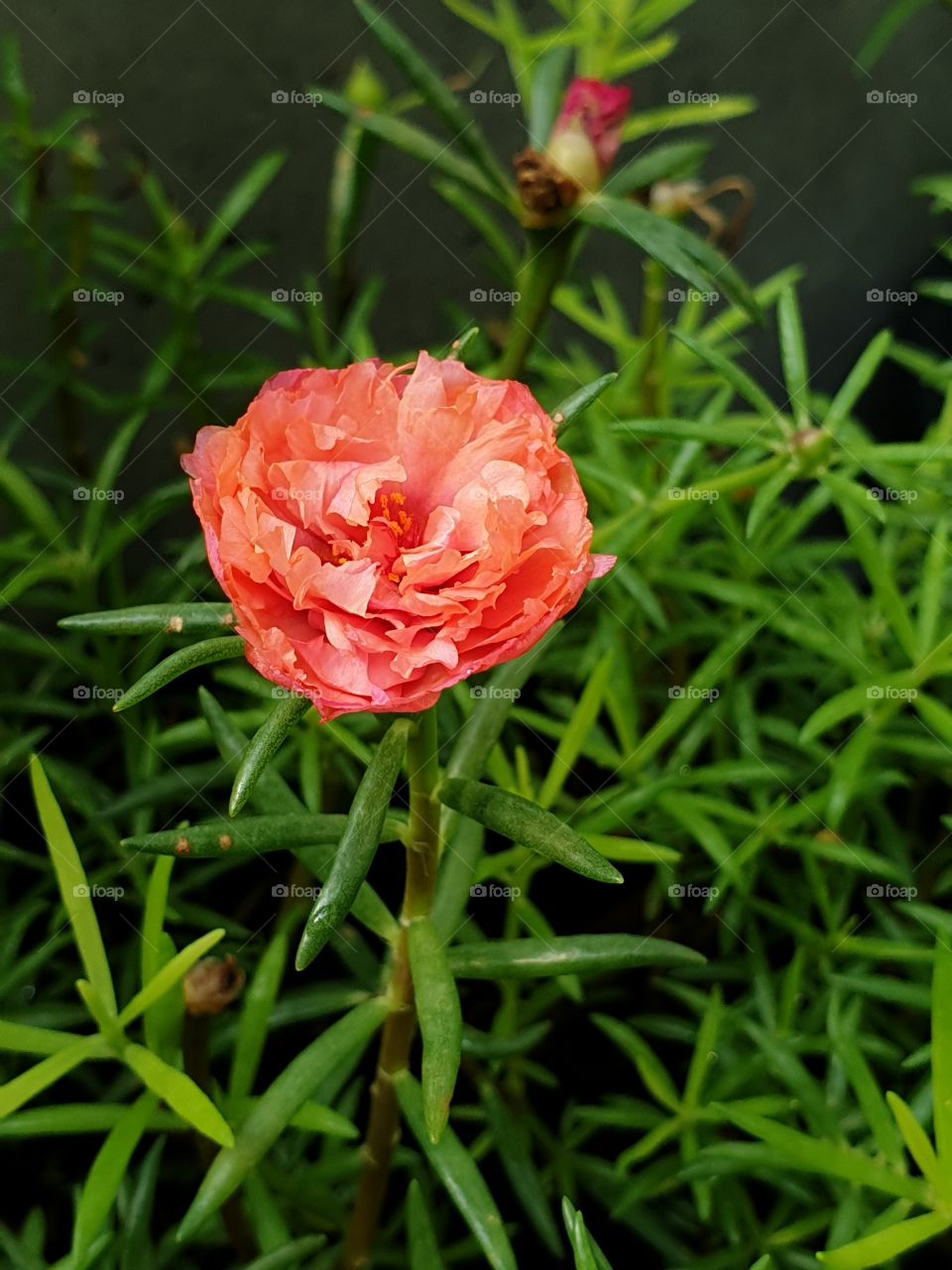 orange flower