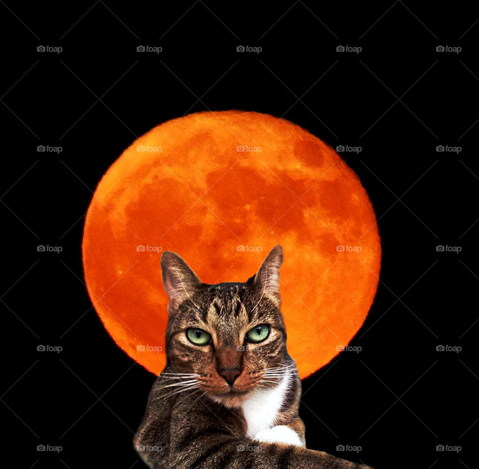 The cat In the Moon 