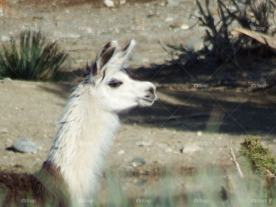 Llama on a California ranch.