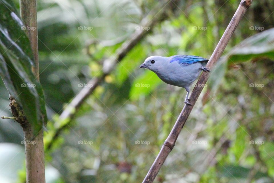 Blue Gray Tanagers. Taken in the Rainforest 