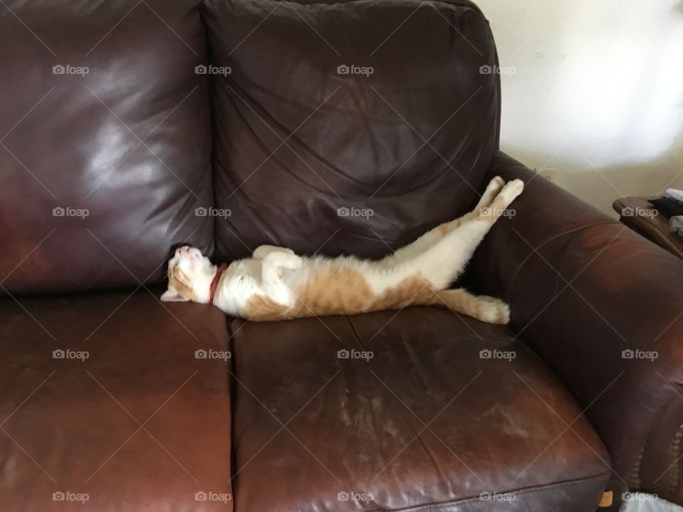 Tom my spoiled fur baby all sprawled out on the couch feet raised on the arm. Life of Riley.