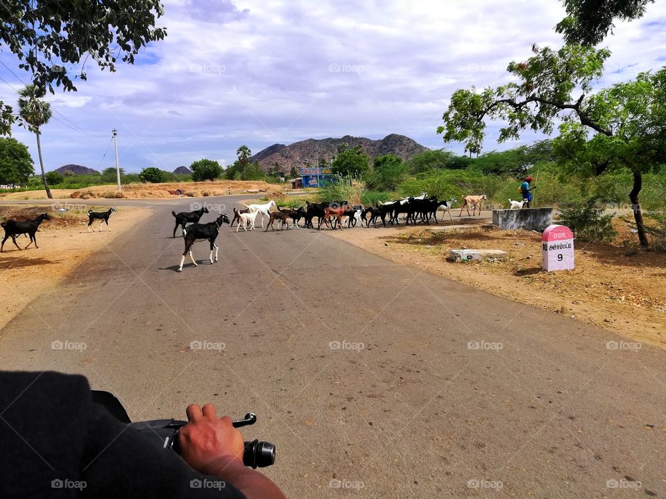 the goat was moved at the way