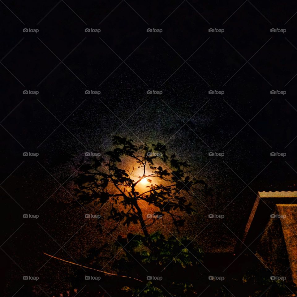 The moon behind the tree looks beautifu