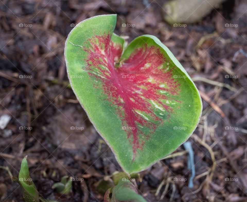 Colorful leaf