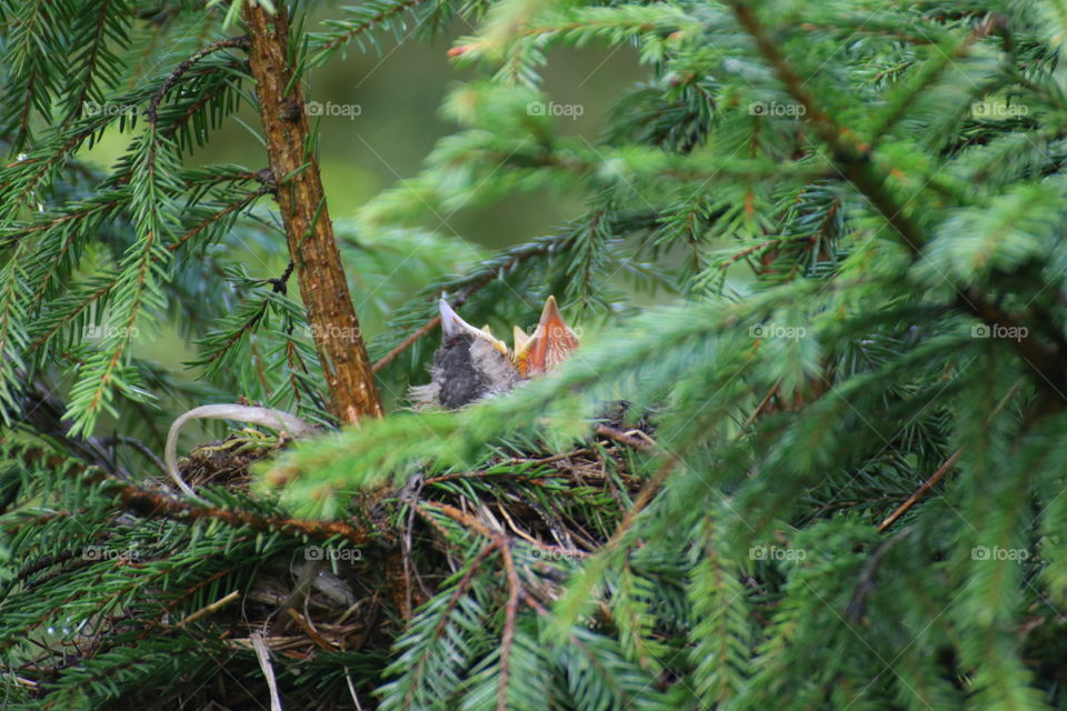 Yellow beaks of little chicks in a nest on a Christmas tree