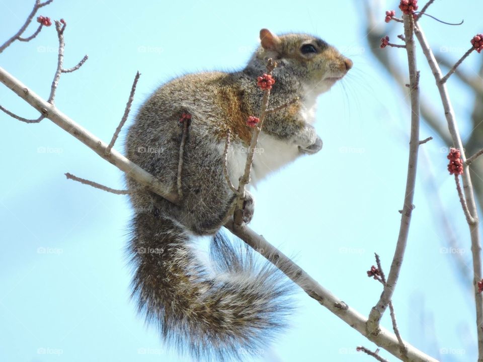 Squirrel eating berries off a tree and posing
