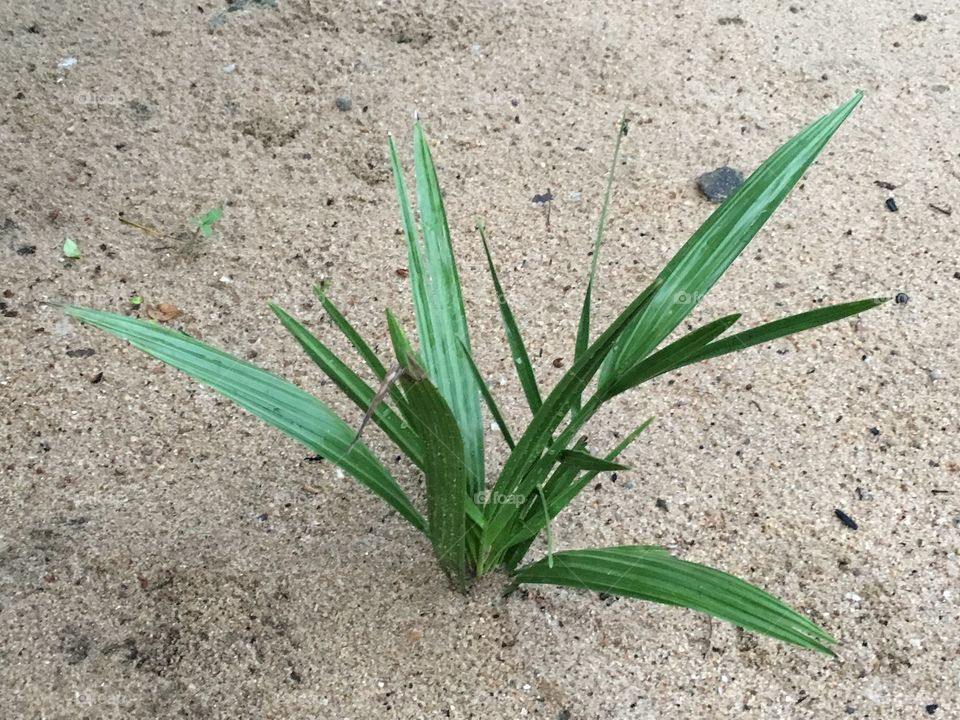 Young Date tree 🌴 