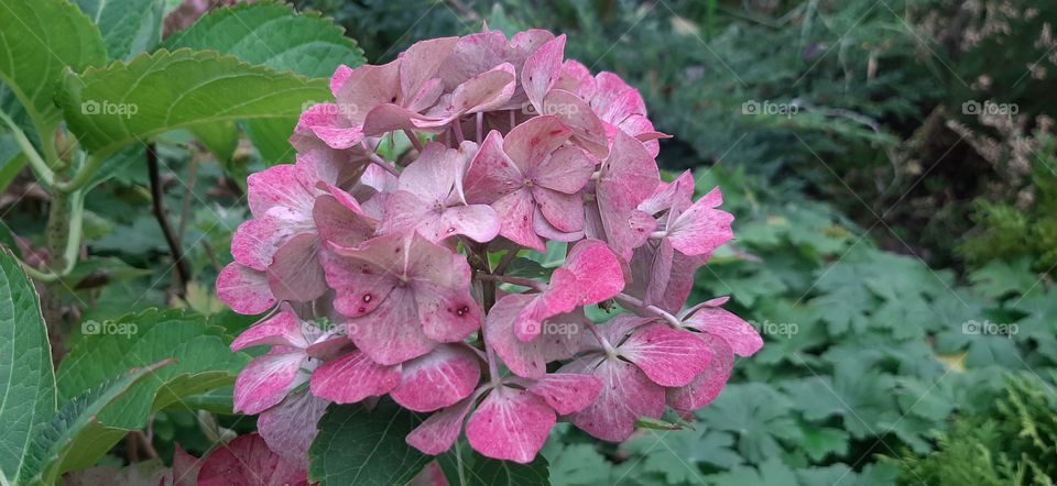 Nice pink hydrangea in autumn