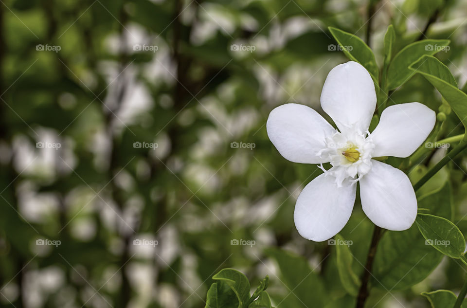 White flowers Background blurred green leaves in park