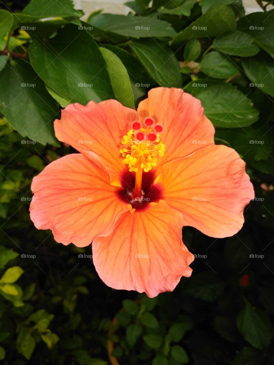 orange hibiscus flower says good morning