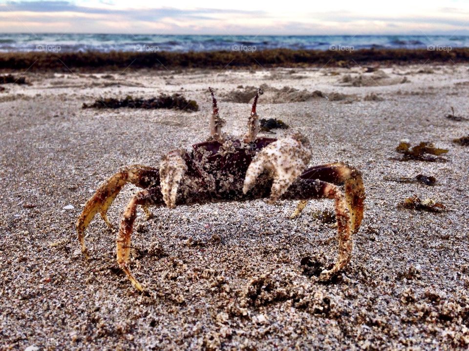 Feisty crab