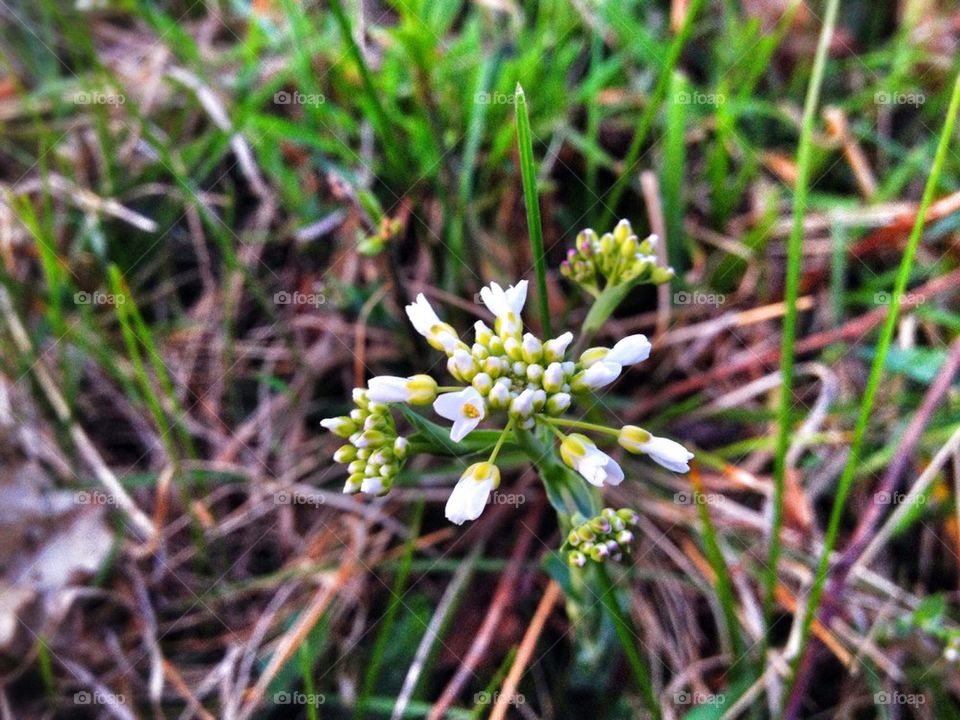 flowers