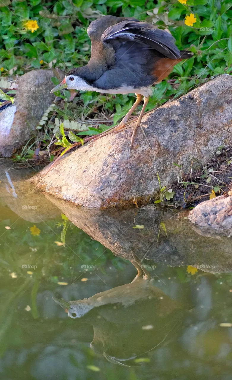 image of bird