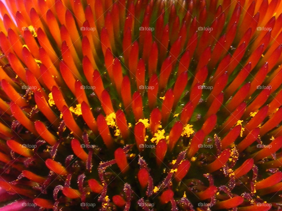 Tiny little flowers make up the center of a coneflower.