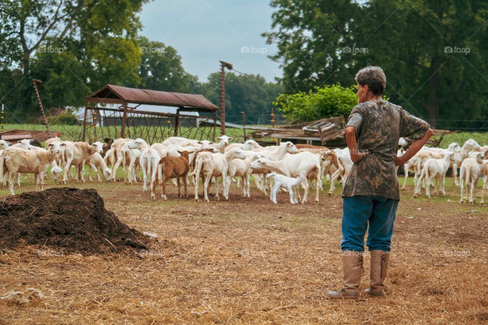 Farmer Watches Flock