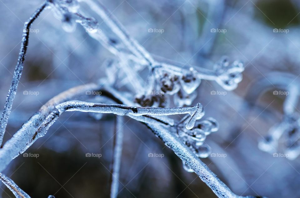 Frozen twigs during extreme cold winter
