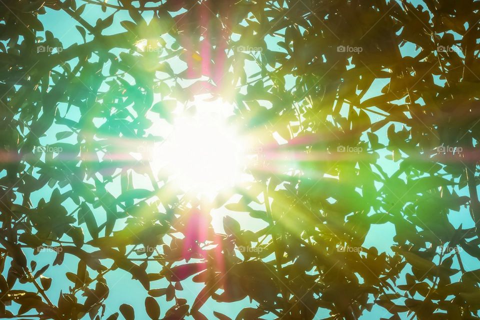 Sun rays in tree