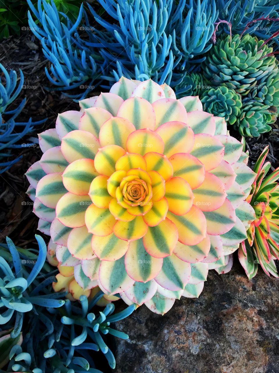 Stunning symmetrical succulent 