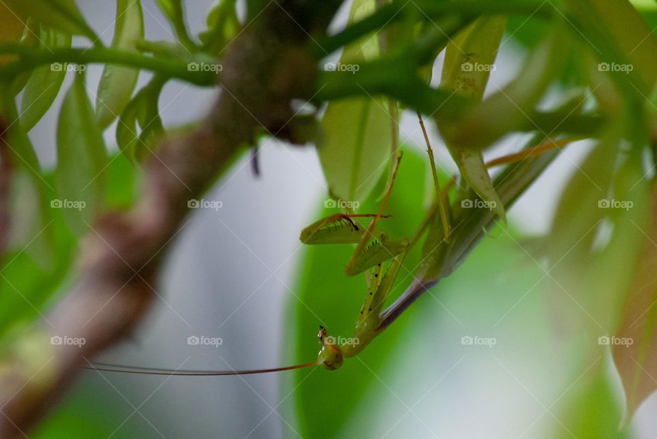Praying-mantis hanging upside-down 