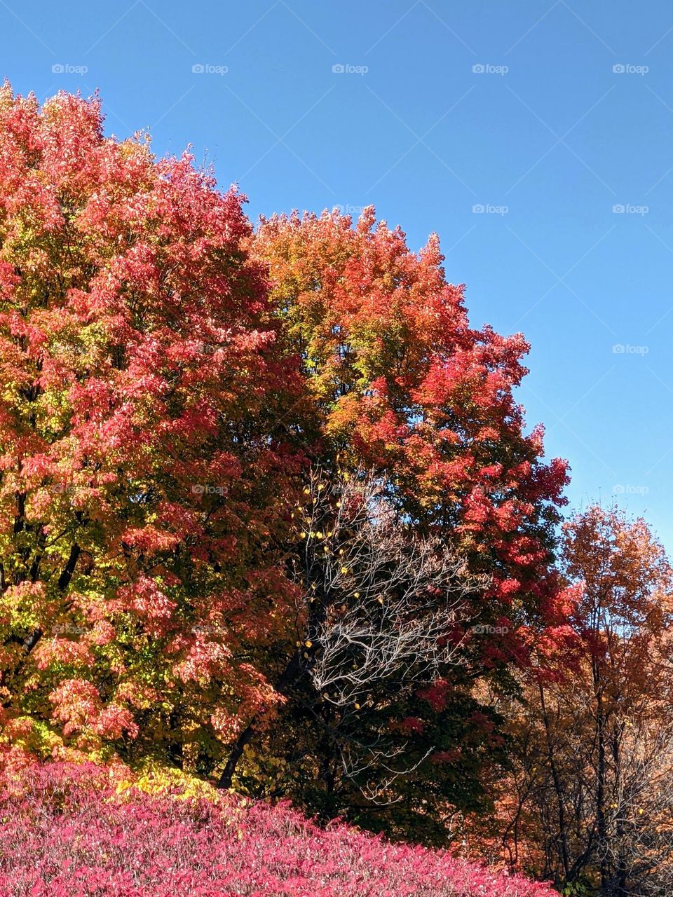 beautiful autumn trees