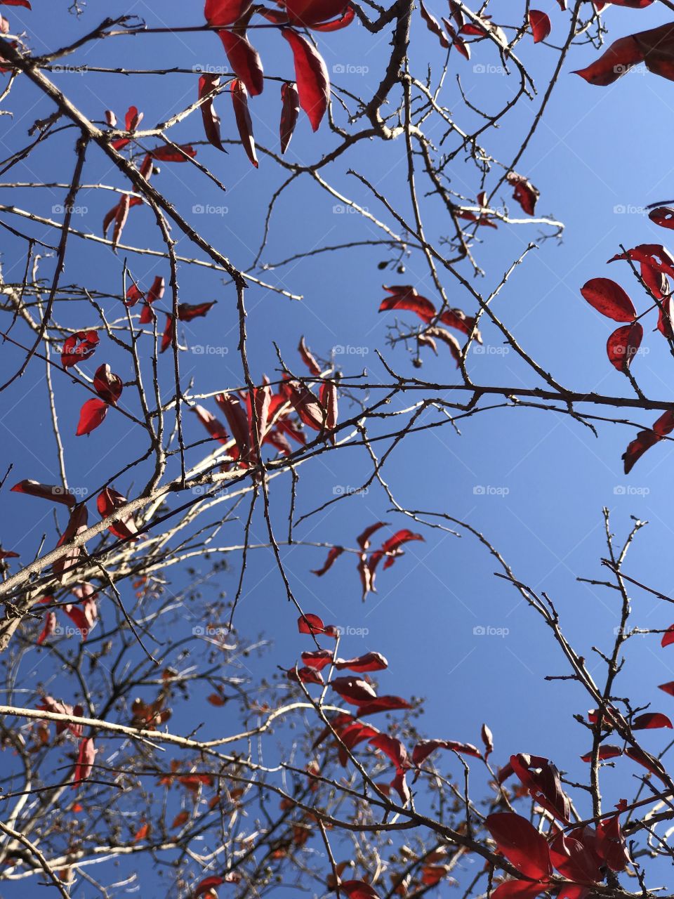 Fall Foliage 