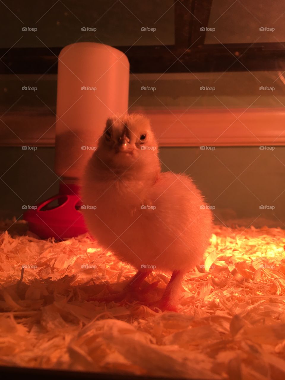 Chick