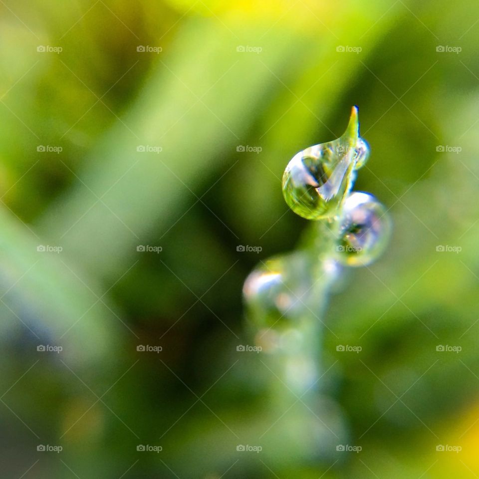 Dew drops on a blade of grass 