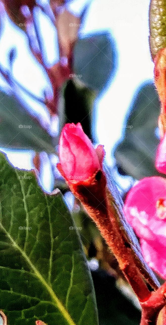 pink flower bud close up