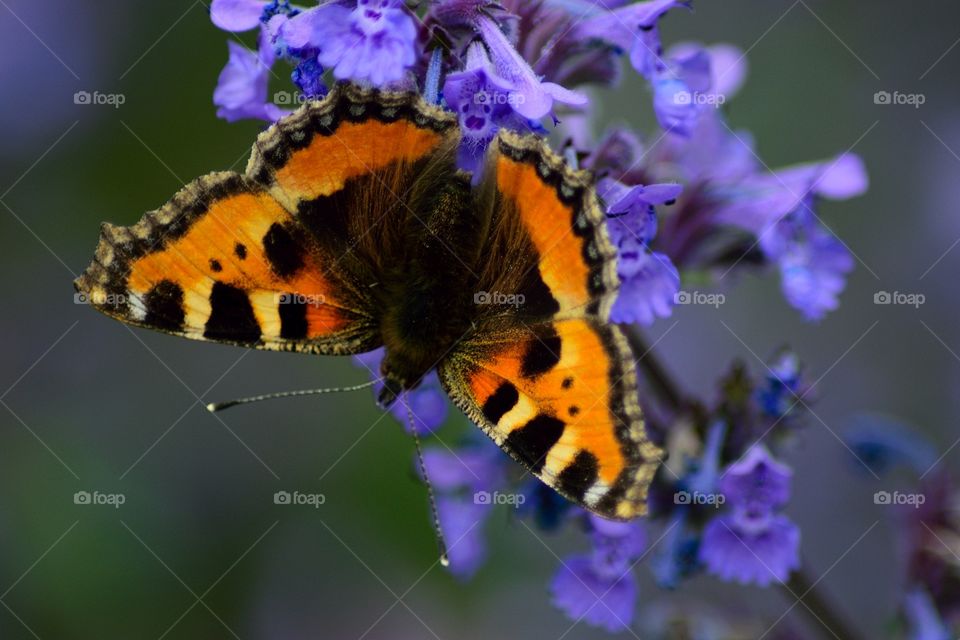 Brown and orange butterfly on a voilet flower with green background