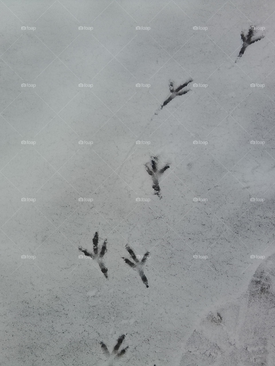 the footprints of the pheasant