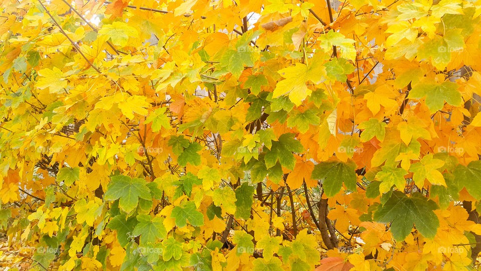 autumn tree is decorated with many shades, yellow-green delicate leaves adorn the autumn season