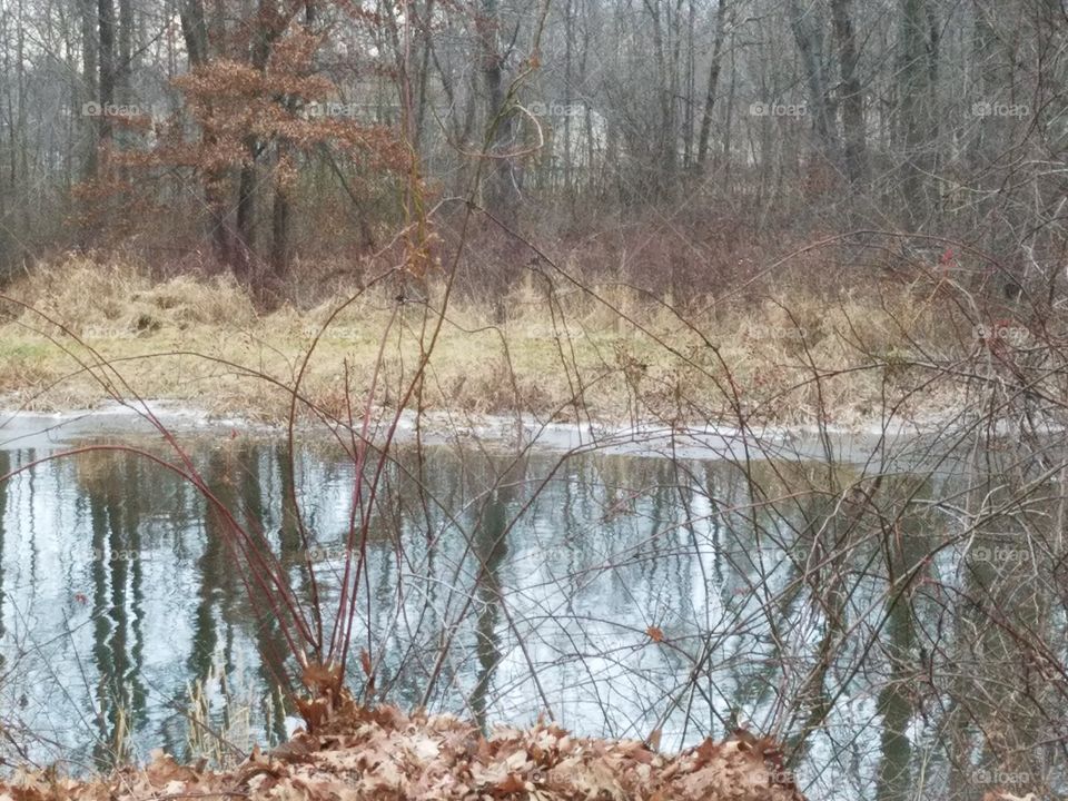 River reflection woods trees