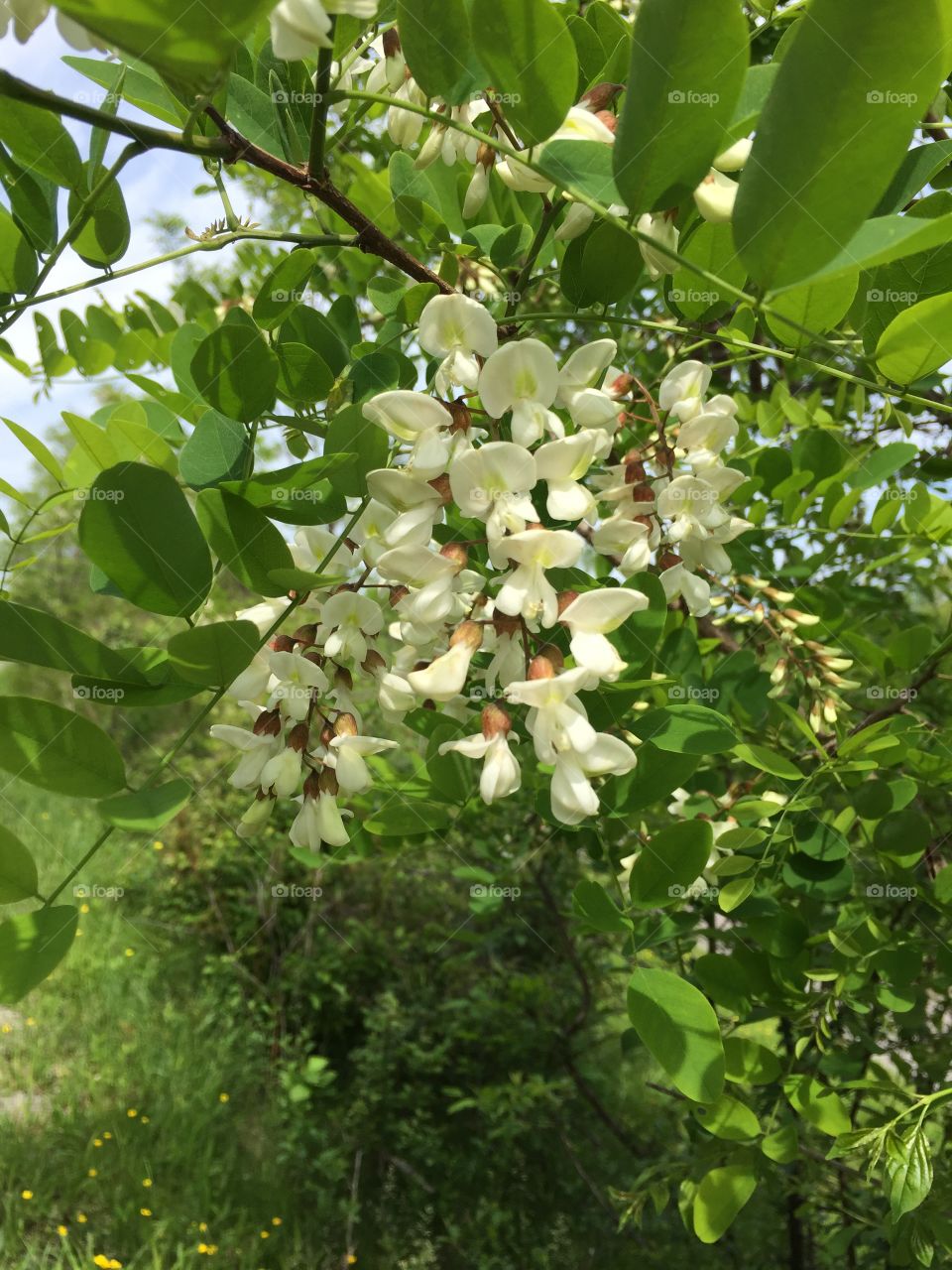Locust tree in bloom 