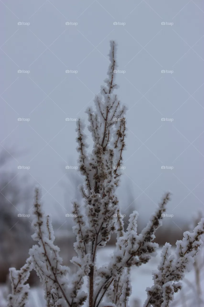 Frost