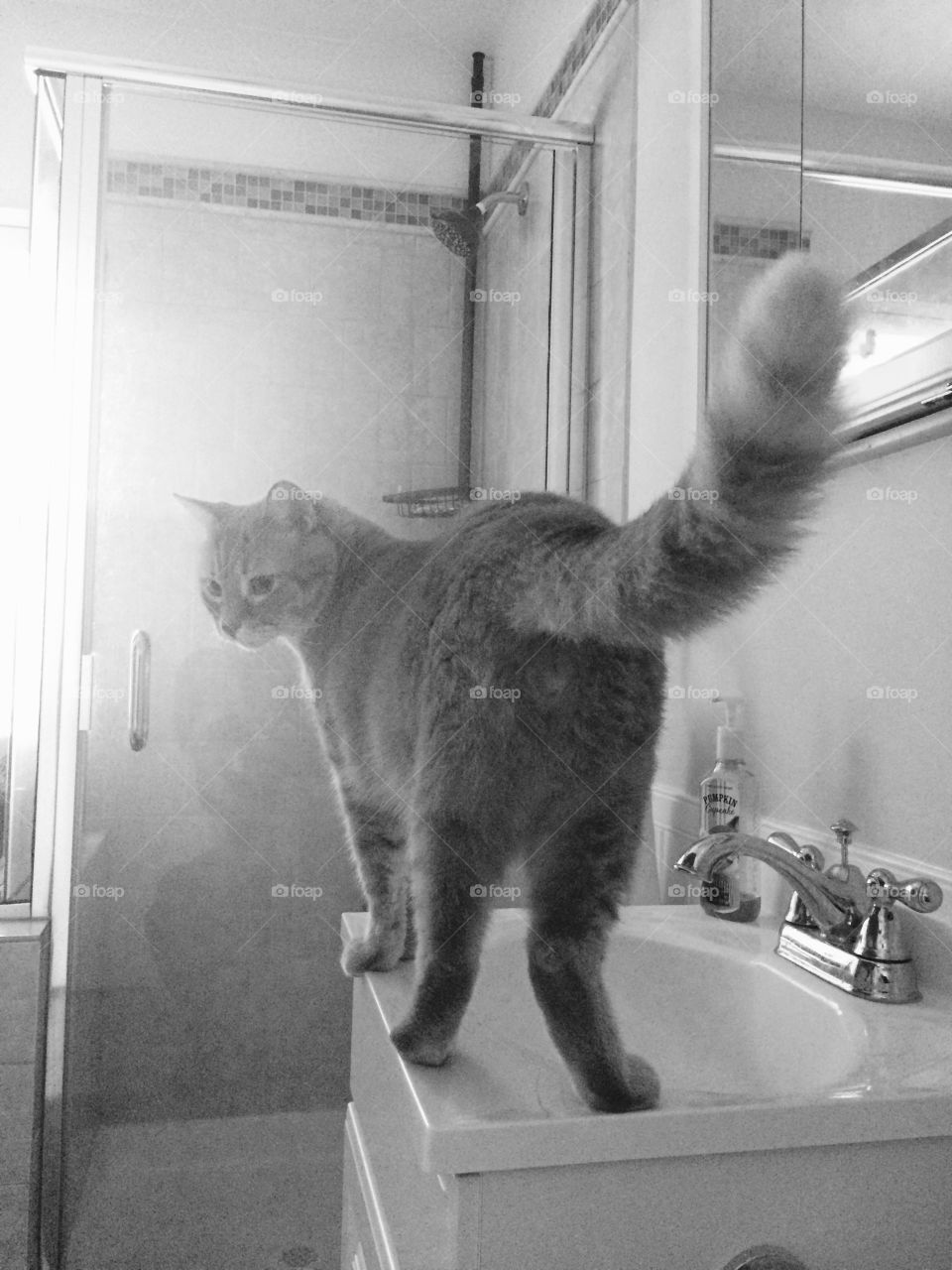 Cat in the bathroom