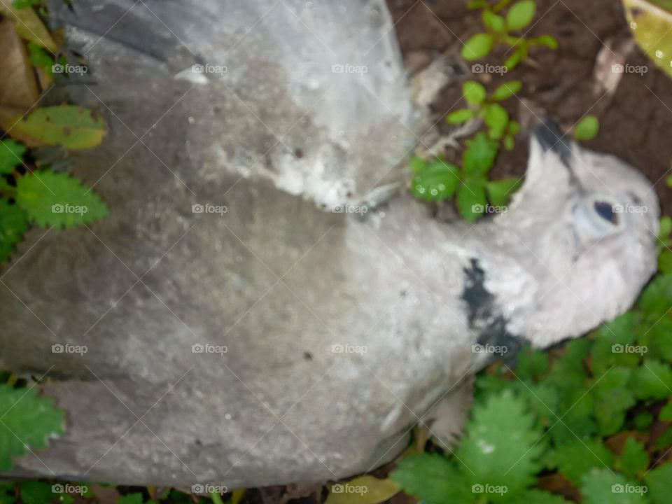 dead bird